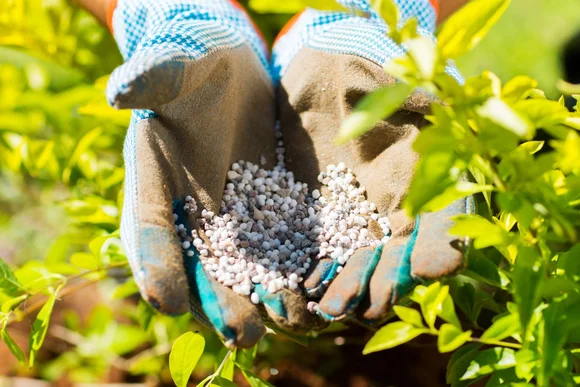 Hände mit Gartenhandschuhen halten Dünger